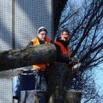 Comment pratique-t-on l’abattage d’arbre ?