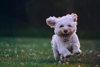 tours pour chien