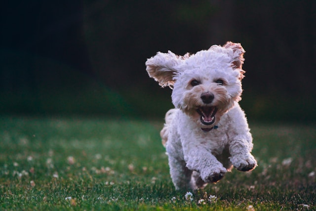 tours pour chien