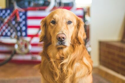 Les jouets interactifs sont-ils bénéfiques pour les chiens ?