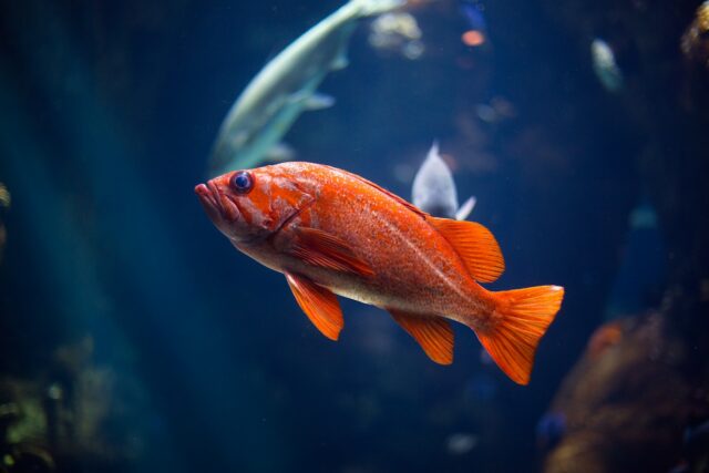 maladies courantes chez les poissons