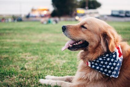 Dresser votre chien à la perfection : conseils essentiels