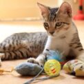 Jouets interactifs pour chat