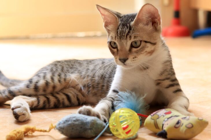 Jouets interactifs pour chat