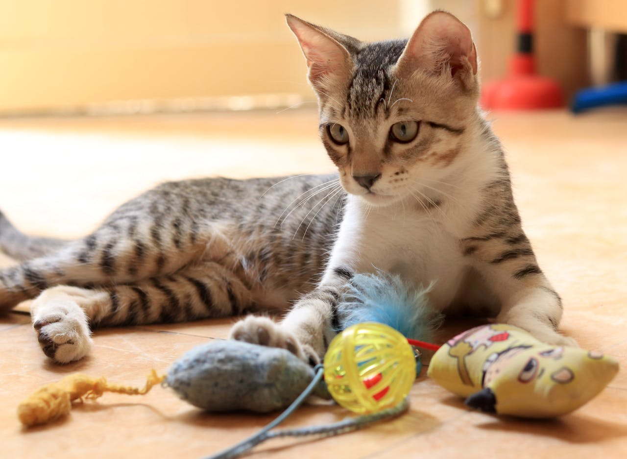 Jouets interactifs pour chat