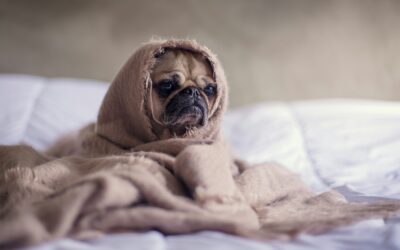 nourriture maison pour chiens