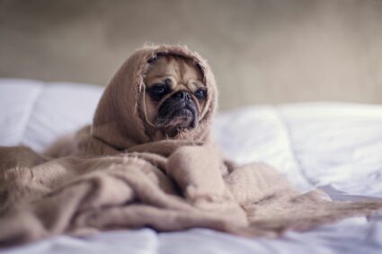 Comment produire une nourriture maison pour chiens