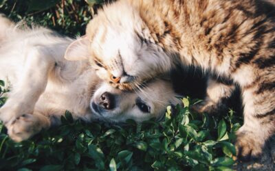 L'alimentation biologique pour animaux