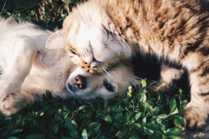 L’alimentation biologique pour animaux : avantages et inconvénients