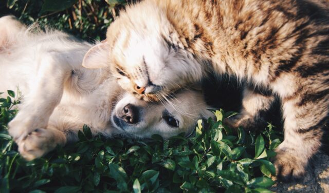 L'alimentation biologique pour animaux