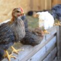 Choisir la taille idéale d'abreuvoir et mangeoire poules.