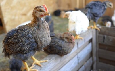 Choisir la taille idéale d'abreuvoir et mangeoire poules.