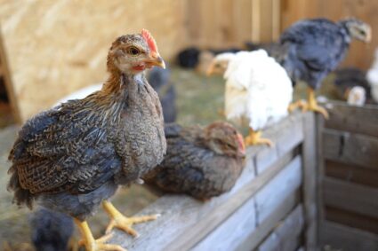 La taille parfaite pour l’abreuvoir et la mangeoire de vos poules : nos conseils.