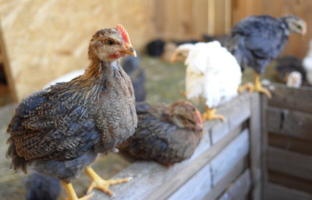 Choisir la taille idéale d'abreuvoir et mangeoire poules.