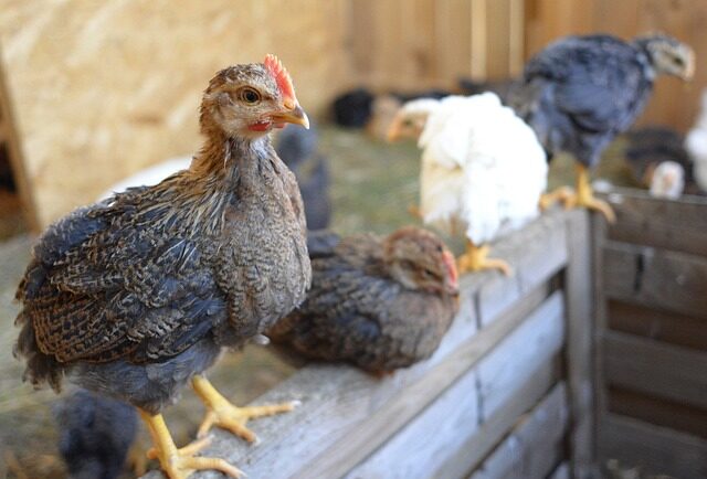 Choisir la taille idéale d'abreuvoir et mangeoire poules.