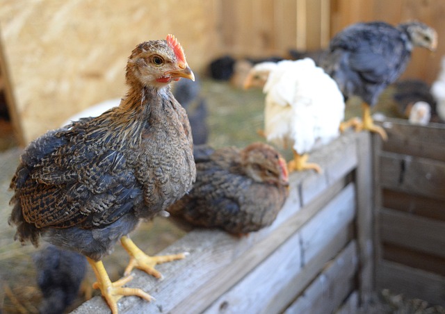 Choisir la taille idéale d'abreuvoir et mangeoire poules.