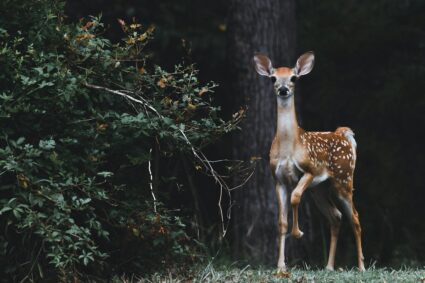 L’impact de la pollution sur la faune sauvage