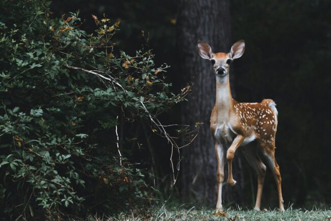 faune sauvage